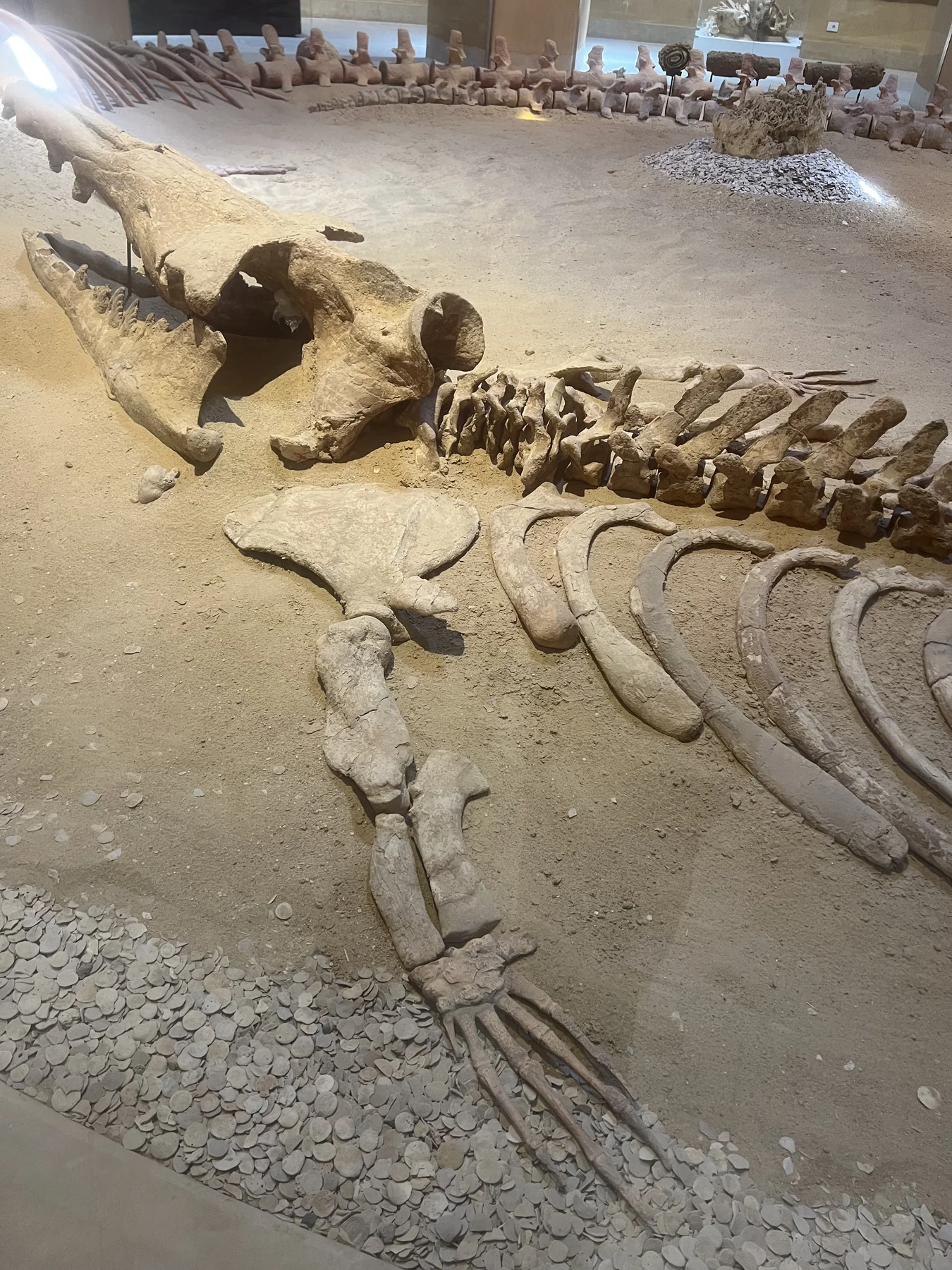 Whale skeleton exhibit at Wadi El Hitan in Fayoum
